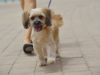 Dollarphotoclub_57004574